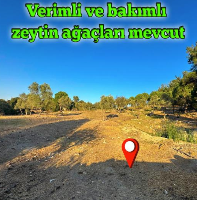 AYDIN KARPUZLU MERİÇLER  KÖYÜNDE 1.822 M²  ZEYTİNLİK SATILIKTIR - AYDIN KARPUZLU fotoğraf 13